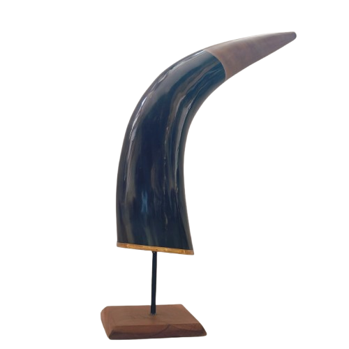Buffalo 15 inch Long Natual Horn Decorative Showpiece Best for Home Decor thumbnail 1